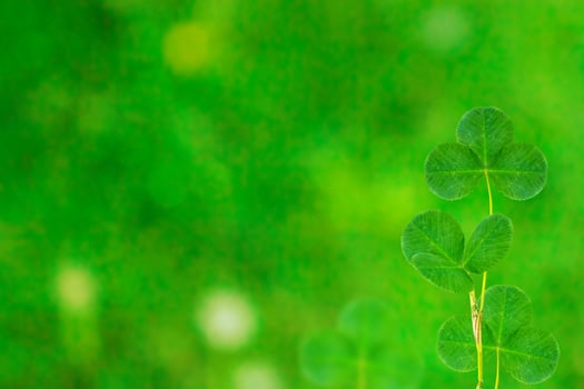Green clover leaves on a background summer landscape photo