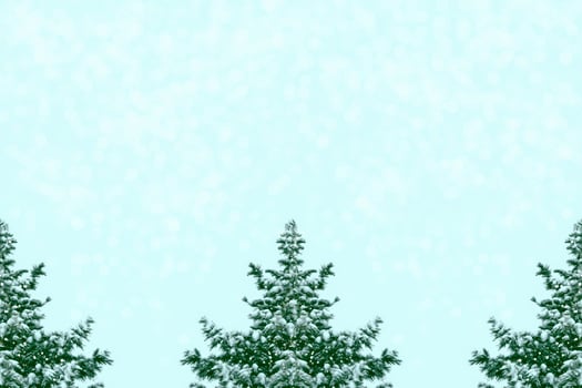 Frozen winter forest with snow covered trees. photo