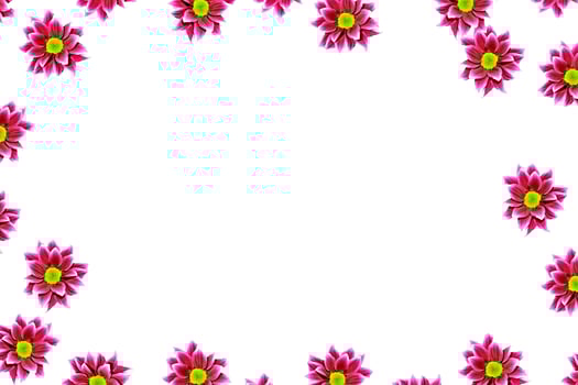 Autumn chrysanthemum flowers isolated on white background. photo
