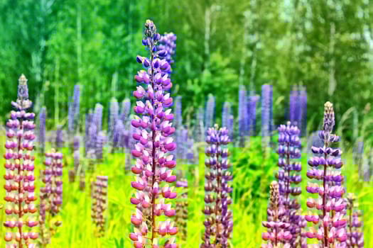 Bright lupine flowers in the background of the summer landscape. photo