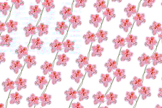 Flower azalea isolated on white background. Delicate flower photo