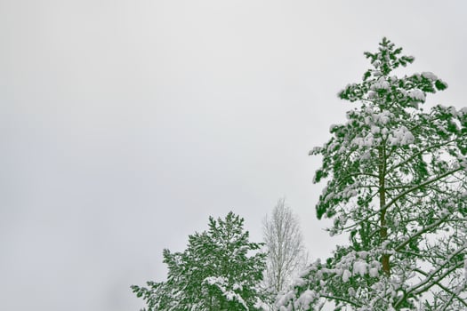 Frozen winter forest with snow covered trees. photo