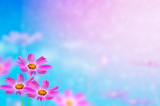 Colorful cosmos flowers on a background of summer landscape. photo