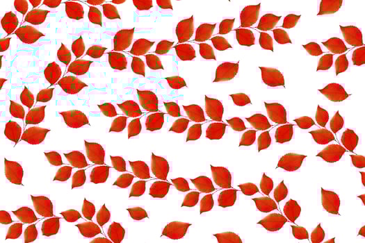 Bright colorful autumn leaves photo