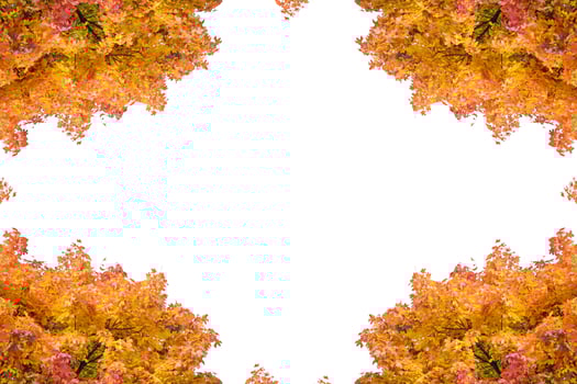 Bright colorful autumn leaves photo