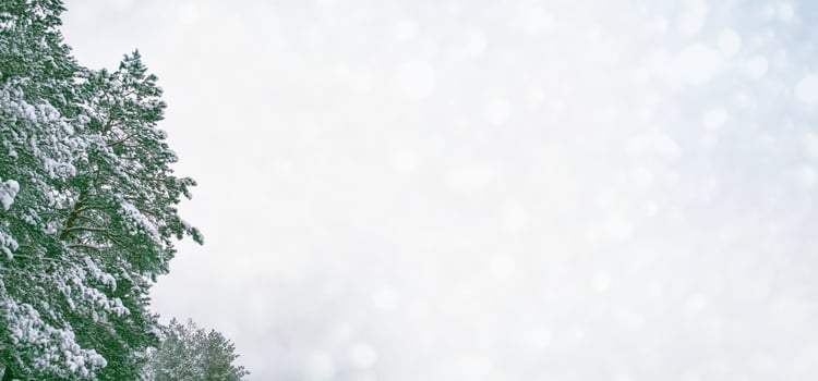Frozen winter forest with snow covered trees. photo