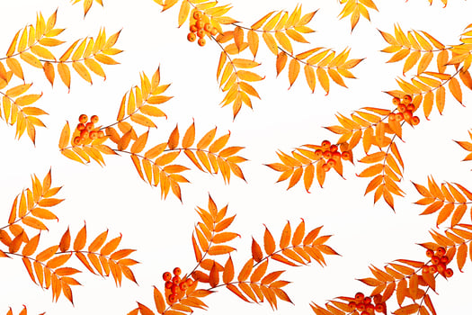 Bright colorful autumn foliage photo