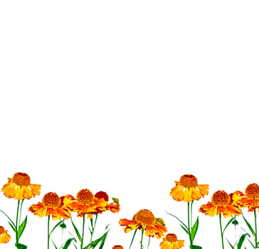 bright colorful flowers marigolds isolated on white background photo