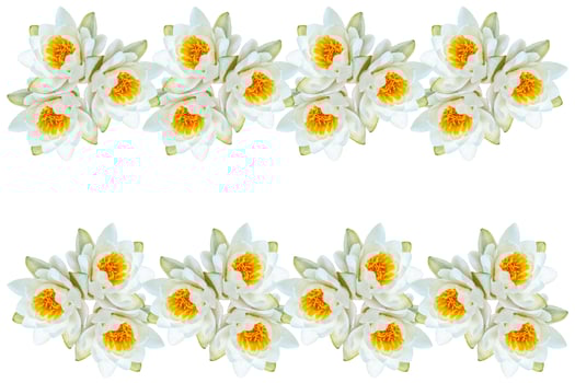 Flower water lily photo