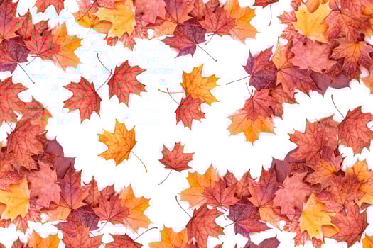 Bright colorful autumn leaves photo