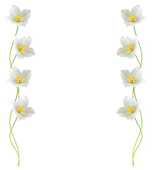 branch of jasmine flowers isolated on white background photo