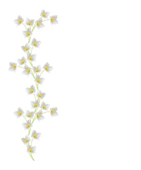 branch of jasmine flowers isolated on white background photo