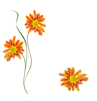 Colorful bright flowers chrysanthemum photo
