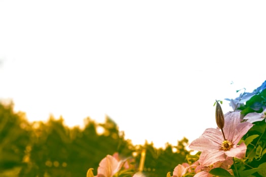clematis flowers on a background of the summer landscape. photo