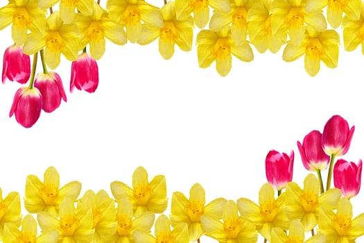 spring flowers narcissus isolated on white background photo