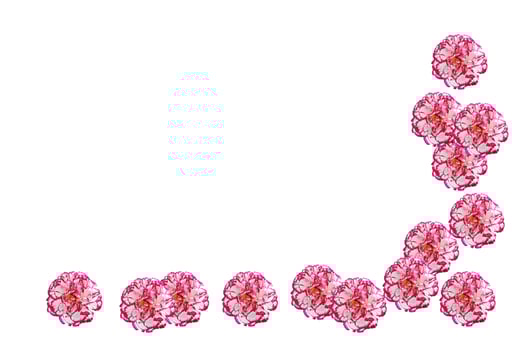 Colorful carnation flowers isolated on white background. photo