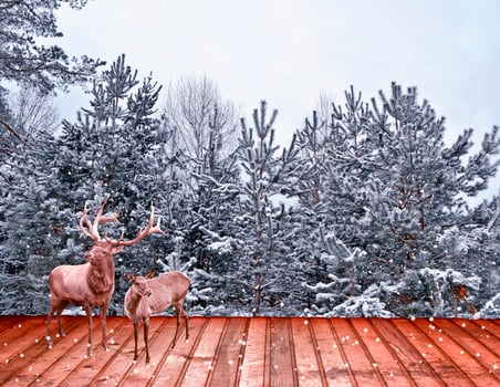 forest in the frost. Winter landscape. Snow covered trees. deer photo