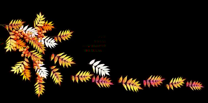 Bright colorful autumn leaves photo