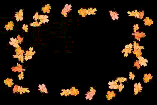 Bright colorful autumn leaves photo