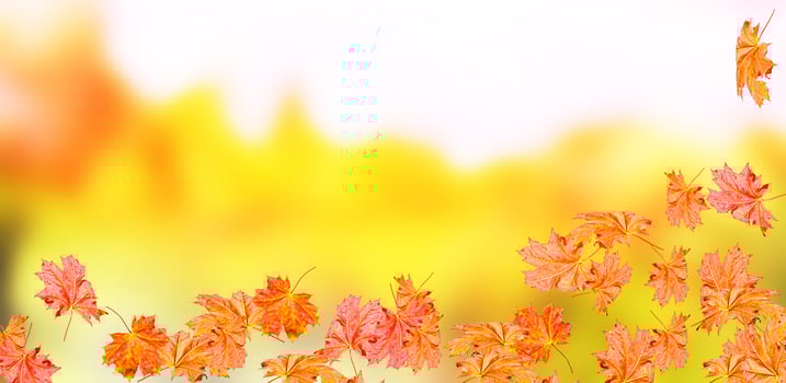 autumn landscape with bright colorful leaves. photo