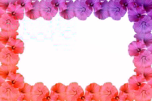 Petunias isolated on a white background. Colorful flowers. photo