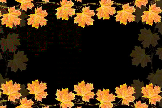 Bright colorful autumn leaves photo