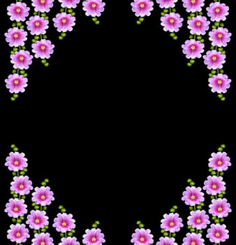 mallow flowers isolated on black background photo