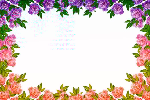 Colorful bright flowers peonies isolated on white background. photo