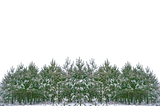 The branches of the snow covered tree Christmas tree photo