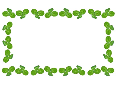 green clover leaves isolated on white background. St.Patrick 's Day photo