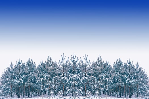 Frozen winter forest with snow covered trees. photo