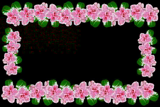 Bright azalea flowers photo