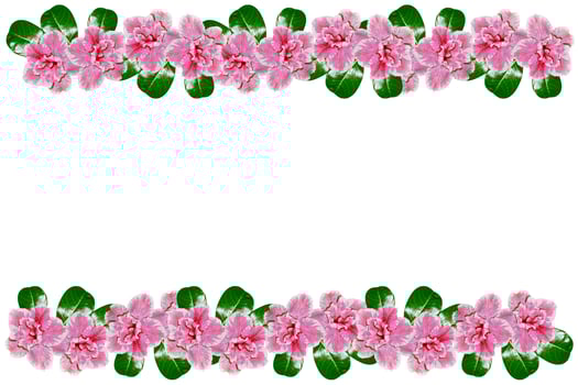 Bright azalea flowers photo