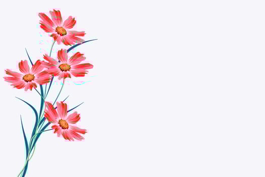 Bright colorful cosmos flowers photo