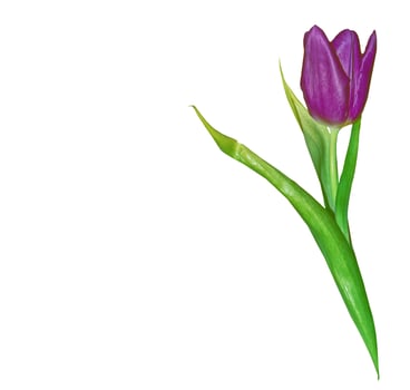 spring flowers tulips isolated on white background. photo