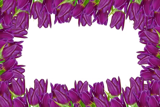 spring flowers tulips isolated on white background. photo