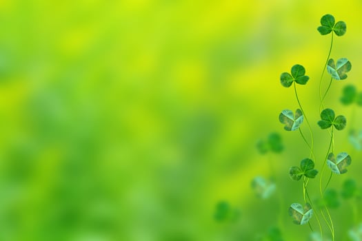 Green clover leaves on a background summer landscape photo