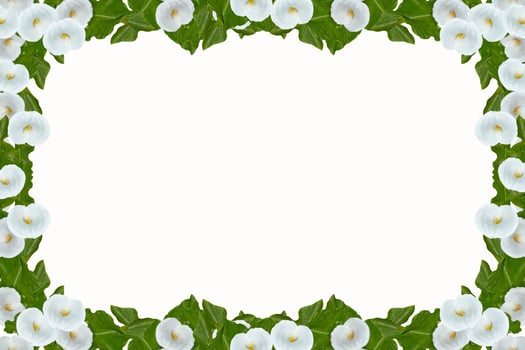 Flower calla isolated on white background. photo
