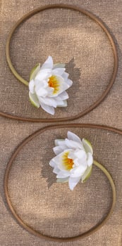 White bright and colorful flower water lily. photo
