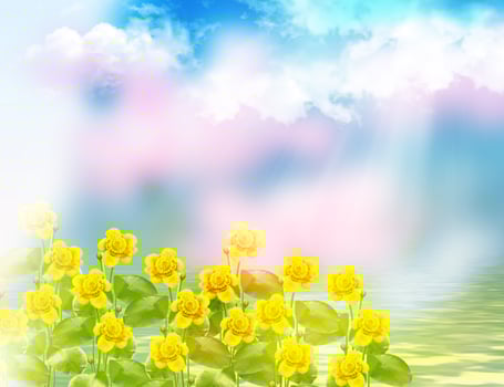 Flowers of water lilies on a background of blue sky with clouds photo