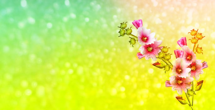 Bright flowers mallow photo