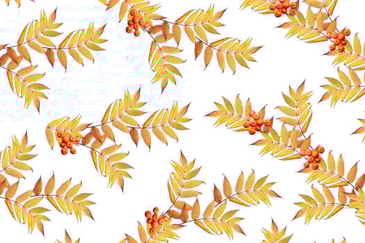 Bright colorful autumn foliage photo