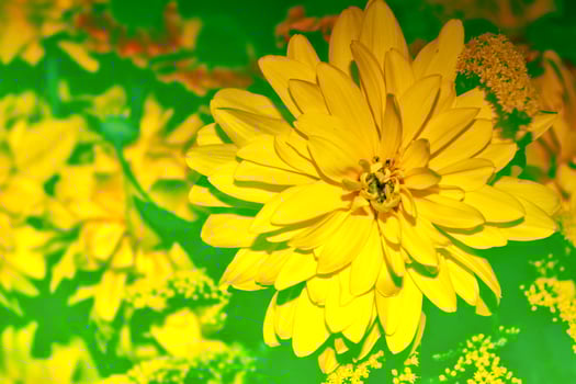 Colorful dahlia flowers on a background of the autumn landscape photo
