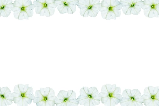 Petunias isolated on a white background. Colorful flowers. photo