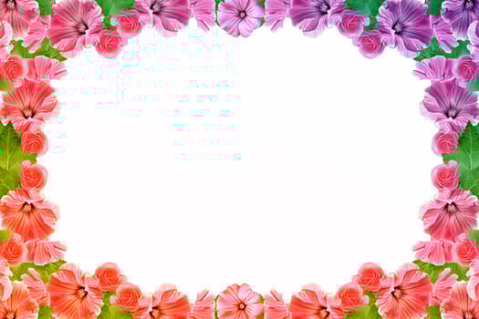 Petunias isolated on a white background. Colorful flowers. photo