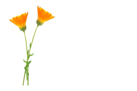 Bright marigold flowers photo