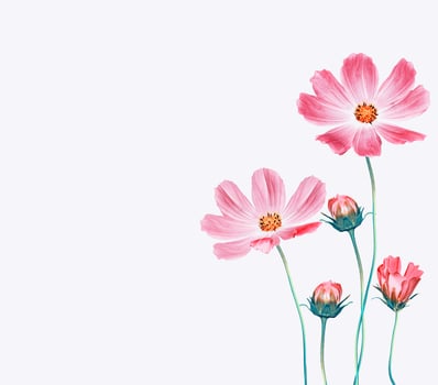 Bright colorful cosmos flowers photo