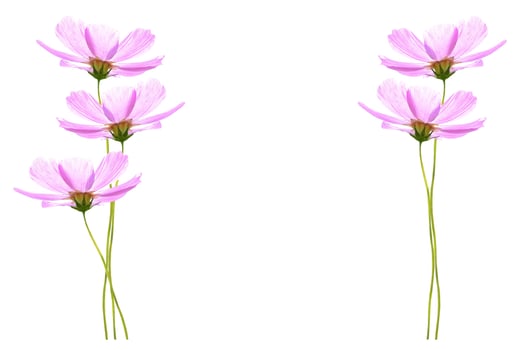 Bright colorful cosmos flowers photo