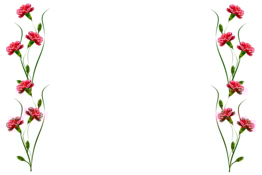 Colorful carnation flowers photo