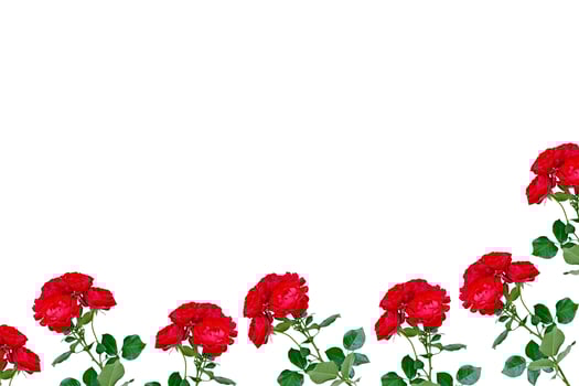 Bright colorful rose photo